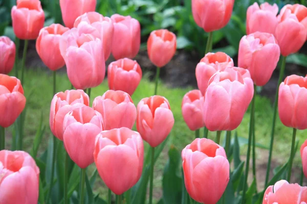 Tulipes roses — Photo