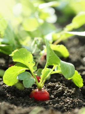 Red radish on bed clipart