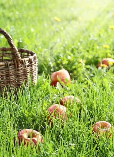 stock image Red apples in the grass and basket