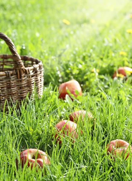 Червоні яблука в траві і кошику Стокове Фото