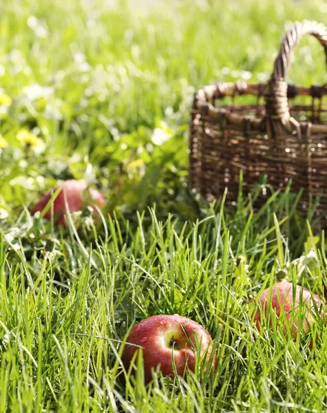 stock image Red apples and garden basket in green grass