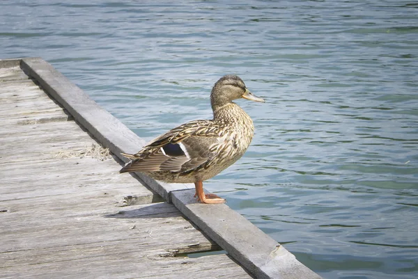 Duck . — Stock Photo, Image