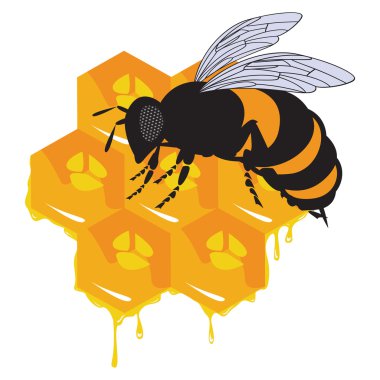 The vector bees and honeycomb with honey clipart