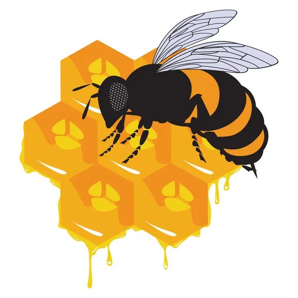 벡터 꿀벌과 벌 꿀과 벌집 — 스톡 벡터
