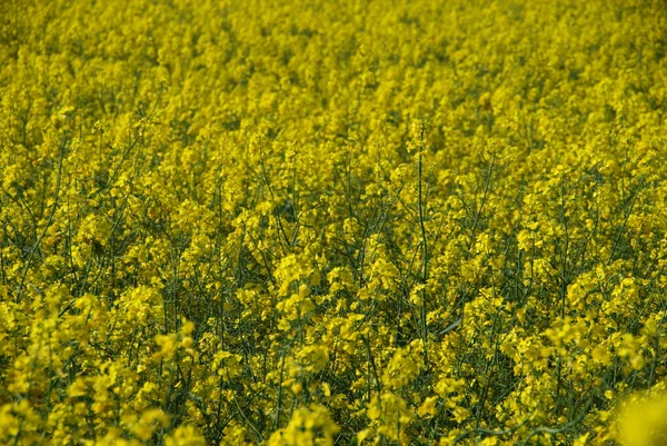 Avslutning av gule rapsplanter – stockfoto
