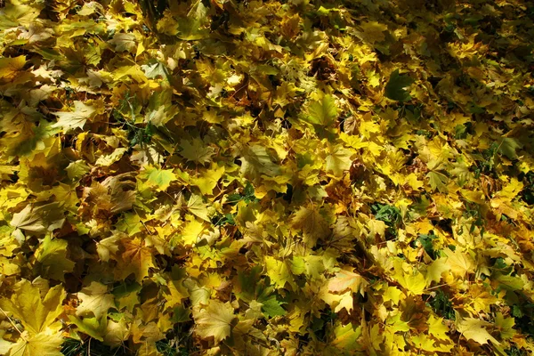 Achtergrond van gele bladeren — Stockfoto