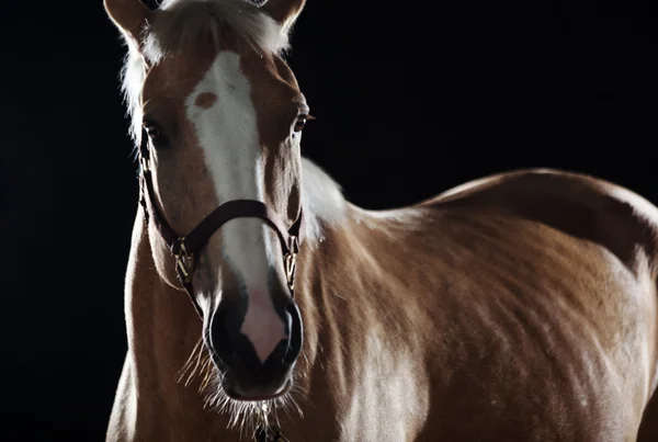 Porträt eines Pferdes — Stockfoto