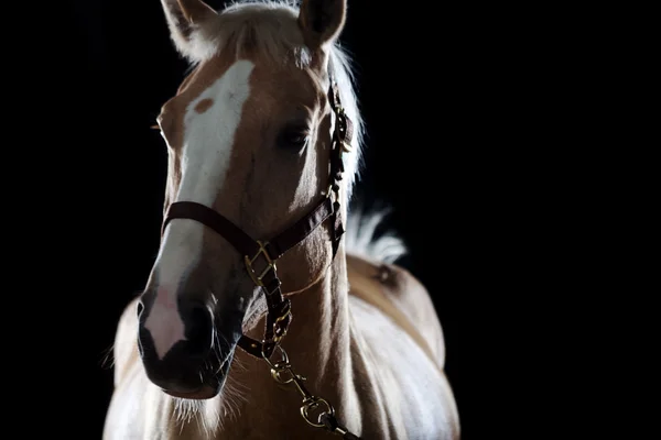एक घोड़े का चित्र — स्टॉक फ़ोटो, इमेज