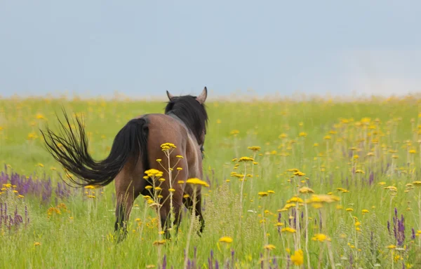 Häst på en grön gräsmatta — Stockfoto