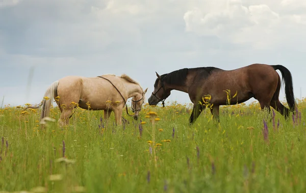 Paarden op een groene gazon — Stockfoto