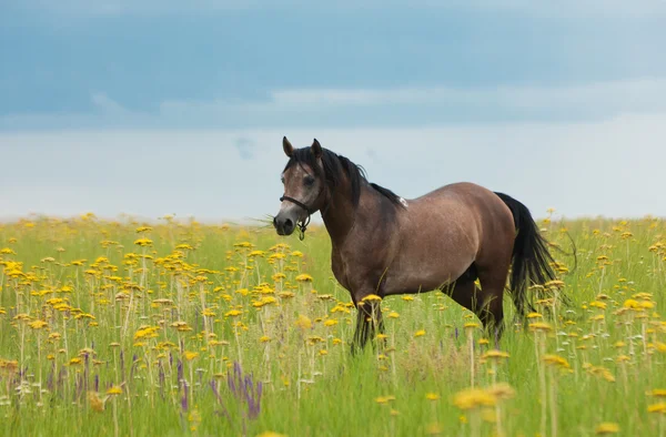 Häst på en grön gräsmatta — Stockfoto