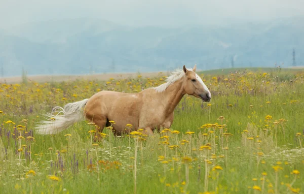 Άλογο στο χωράφι — Φωτογραφία Αρχείου