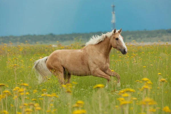 Häst på fältet — Stockfoto