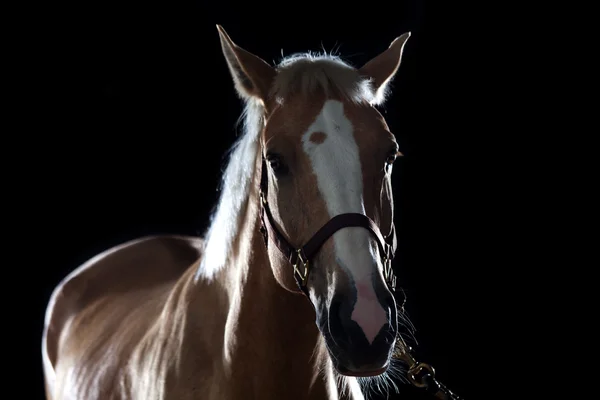 Portrait d'un cheval — Photo
