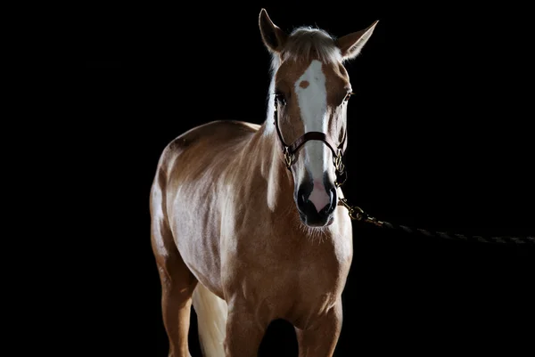 馬の肖像 — ストック写真
