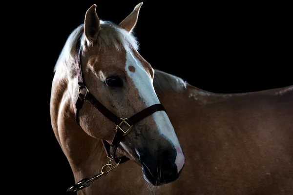Portrait d'un cheval — Photo