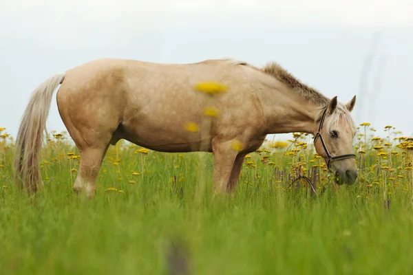 Cavalo em um gramado verde — Fotografia de Stock