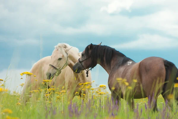 Cavalos em um gramado verde — Fotografia de Stock