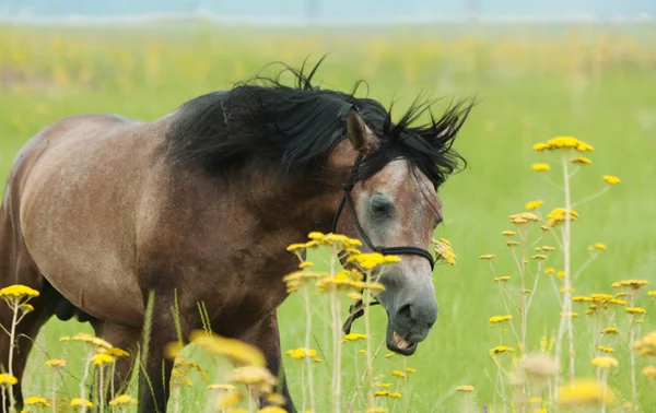 Koně na zeleném trávníku — Stock fotografie