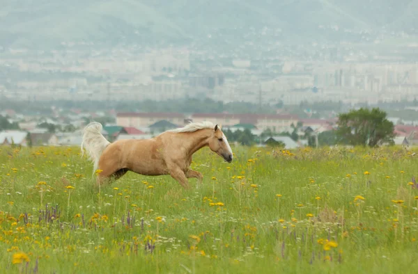 Häst på fältet — Stockfoto