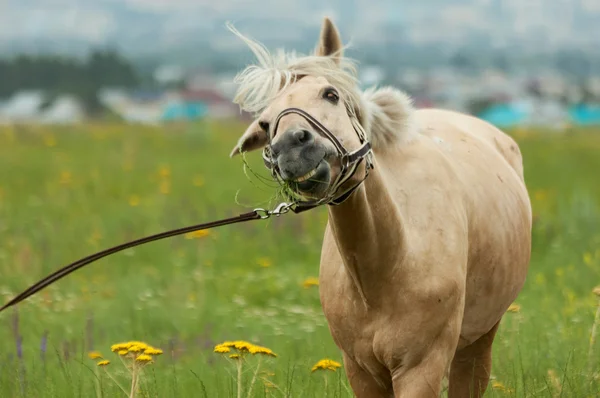 Sorriso de cavalo — Fotografia de Stock