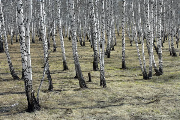 이른 봄에서 백 화 나무숲 — 스톡 사진