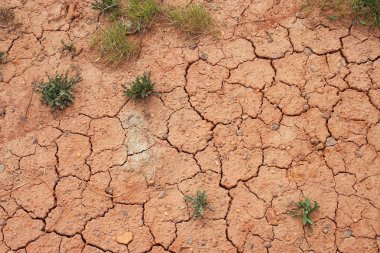 Sparse vegetation on the cracked red soil clipart