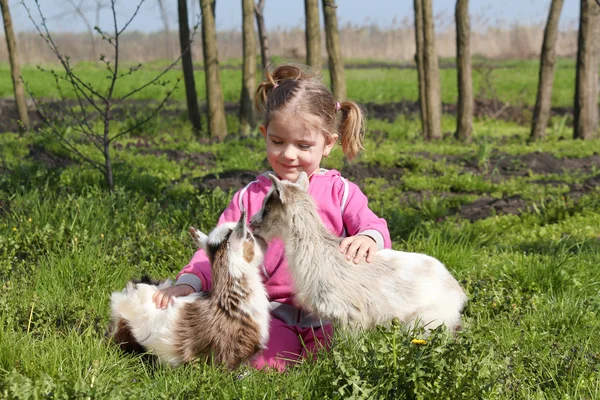 Deux petites chèvres animaux domestiques et enfant — Photo