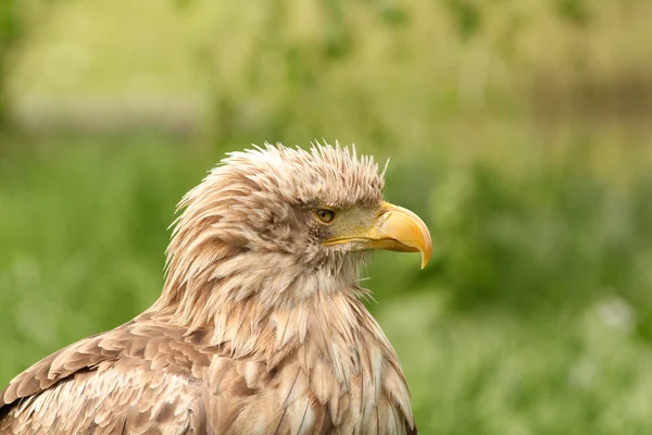 Eagle portrait haliaeetus albicilla — Stock Photo, Image