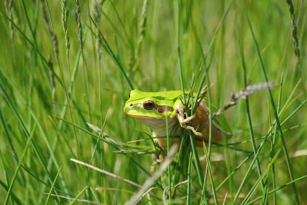 stock image Green tree frog