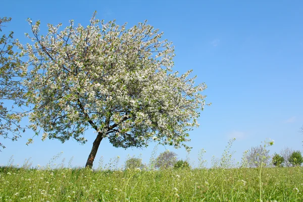 春のツリーと草原 — ストック写真