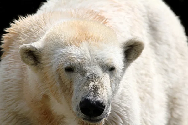 Polar white bear — Stock Photo, Image
