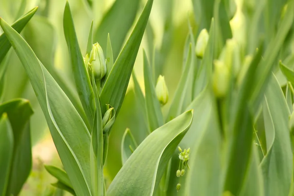 Gesloten tulp bloemen voorjaar scène — Stockfoto