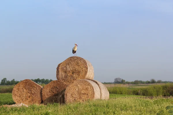 White stork standing on straw bale — Stock Photo, Image