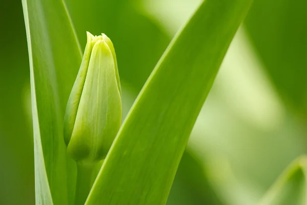 Zamknięte szczegół tulipan kwiat — Zdjęcie stockowe