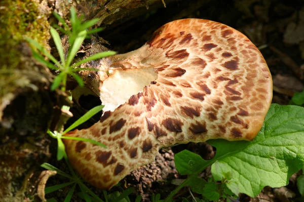 Lesní houby s ranní rosou — Stock fotografie