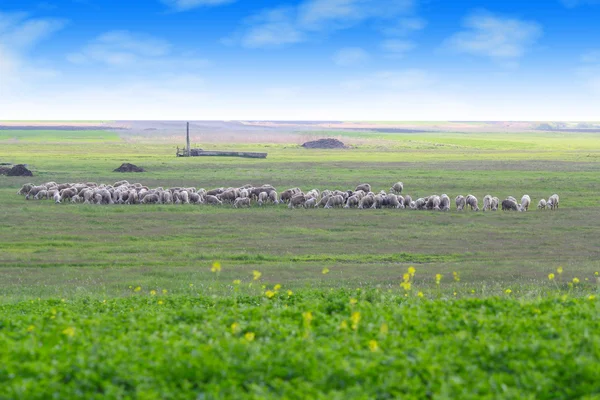 Овцы на пастбищах — стоковое фото