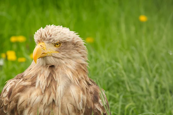 Vit tailed eagle porträtt — Stockfoto