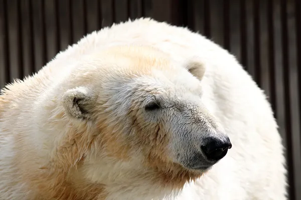 Beruang kutub — Stok Foto