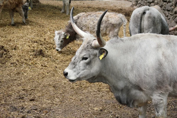 Podolian cow — Stock Photo, Image