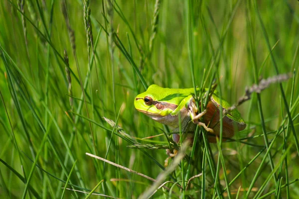 Green tree frog climb on grass — Stock Photo, Image