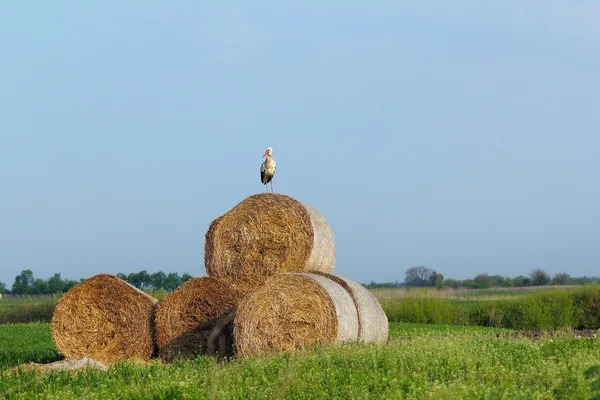 Campo con cicogna bianca e balla di paglia — Foto Stock