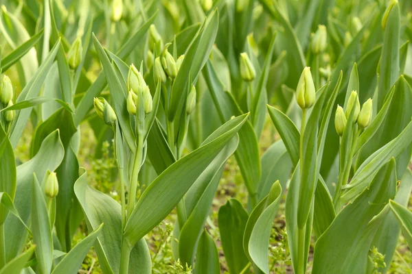Flores de tulipán cerradas — Foto de Stock