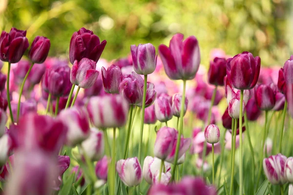 Bunte Tulpenblume — Stockfoto