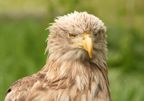 Europeiska vit tailed eagle — Stockfoto