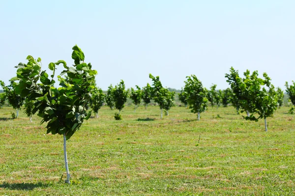 Hazelnut trees plantation — Stock Photo, Image