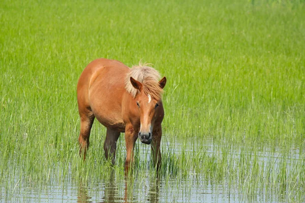 Kůň stojící ve vodě — Stock fotografie