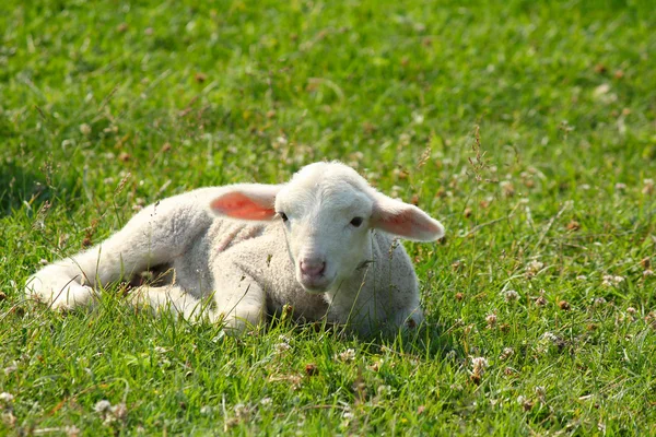 Petit agneau blanc couché dans les pâturages — Photo