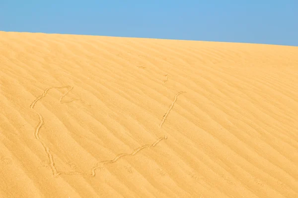 Duna di sabbia con sentiero di serpenti — Foto Stock
