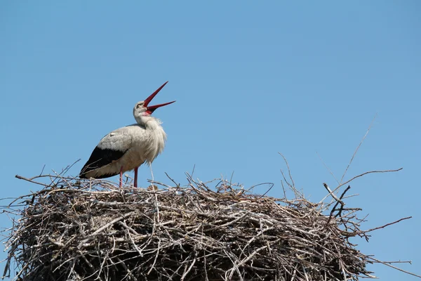 Cigogne blanche debout dans le nid — Photo